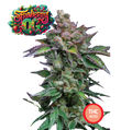 Strawberry OG Semi di Cannabis THC Fem Auto Seeds | THC 18-22% - MamaMary