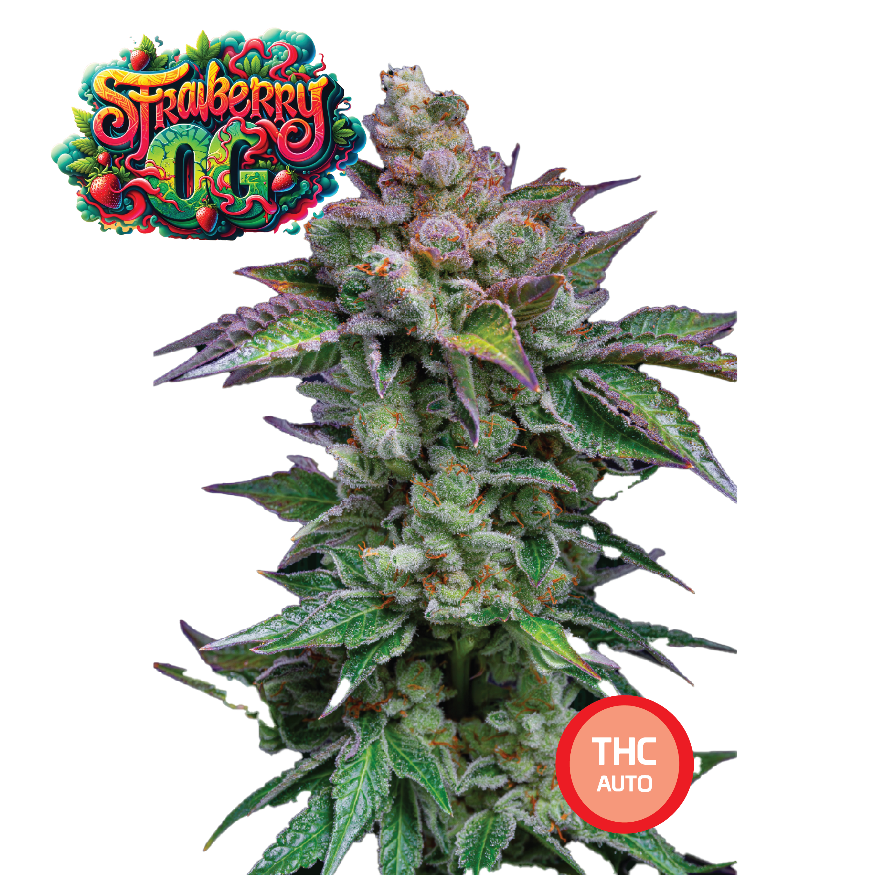 Strawberry OG Semi di Cannabis THC Fem Auto Seeds | THC 18-22% - MamaMary
