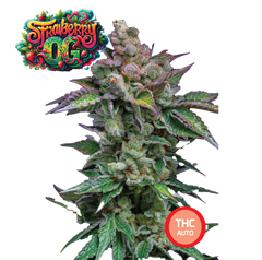Strawberry OG Semi di Cannabis THC Fem Auto Seeds | THC 18-22% - MamaMary