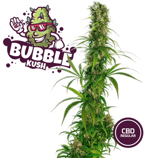 Bubble Kush Semi Regular | CBD 15% THC < 0.6% - mamamary