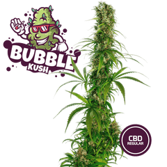 Bubble Kush Semi Regular | CBD 20% THC < 0.6% - MamaMary