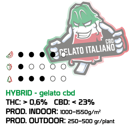 Gelato Italiano Semi Regular | THC 25% CBD 1% - mamamary