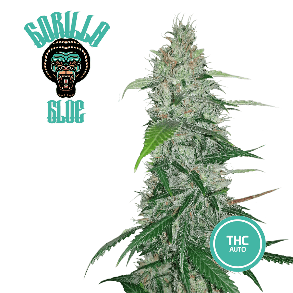 Gorilla Glue Semi Auto | THC 18% CBD 1% - mamamary