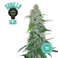 Gorilla Glue Semi Auto | THC 18% CBD 1% - mamamary