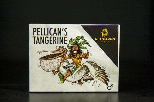 Semi Cannabis Femminizzati da Collezione: Pellican's Tangerine 3 SEMI THC - mamamary