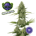 Mamacritical Semi Auto | CBD 0.10% THC 26% - mamamary