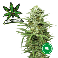 Semillas de Cannabis Feminizadas Super Skunk THC Fast Seeds | THC 17-23% - MamaMary