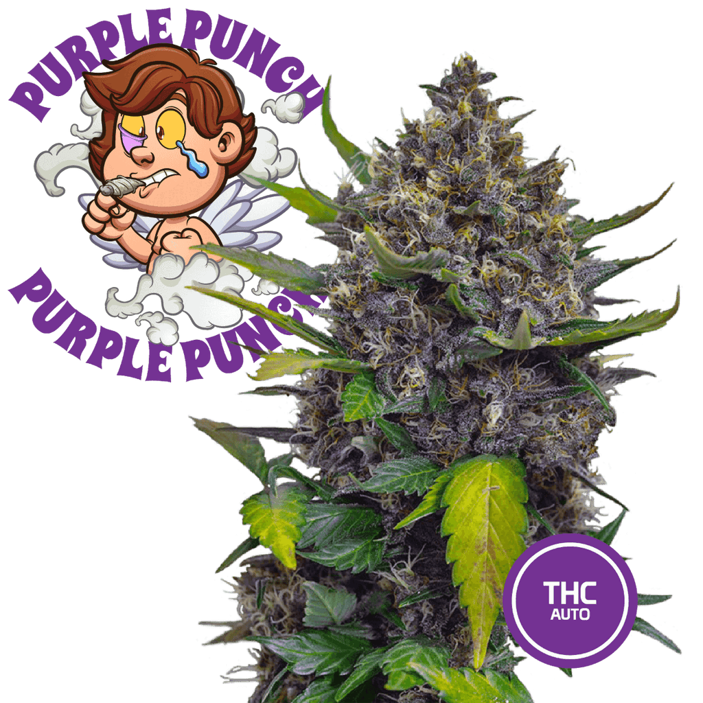 Purple Punch Semi Auto | THC 0.5% CBD 20% - mamamary