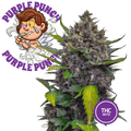 Purple Punch Semi Auto | THC 0.5% CBD 20% - mamamary