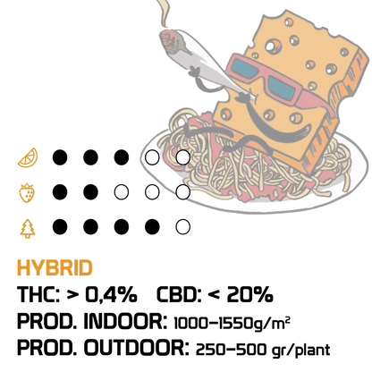 Spaghetti Cheese Semi Regular | CBD 15% THC < 0.5% - mamamary