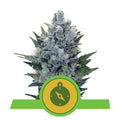 Northern Light Automatic - mamamary