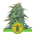 Royal Haze Automatic - mamamary